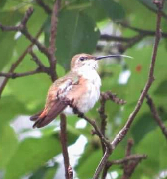 Bedford Co Selas perched - photo by JMV