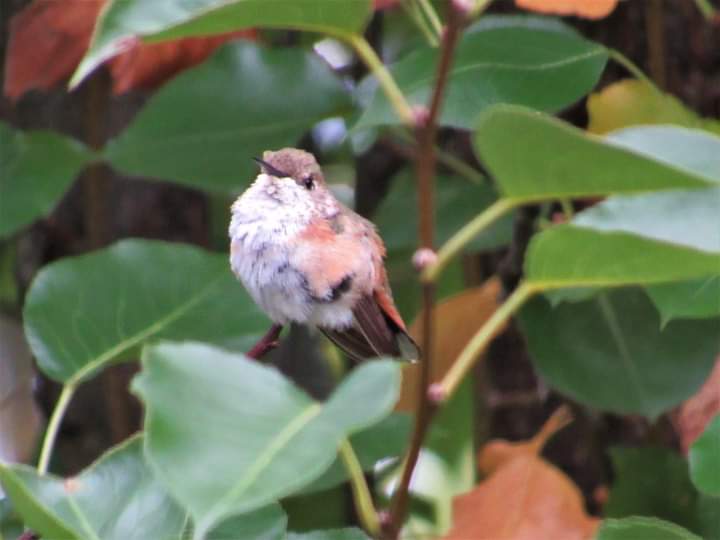 Bedford Co RUHU perched by JMV