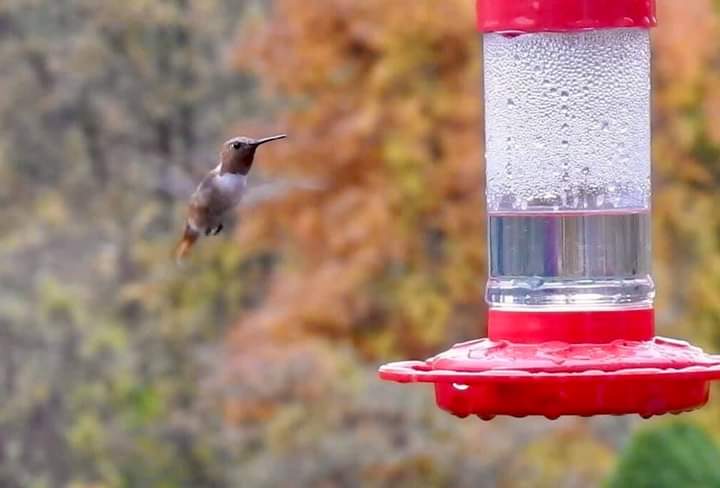 Berks Co - Boyertown Rufous near feeder 10/27- photo by Moyer