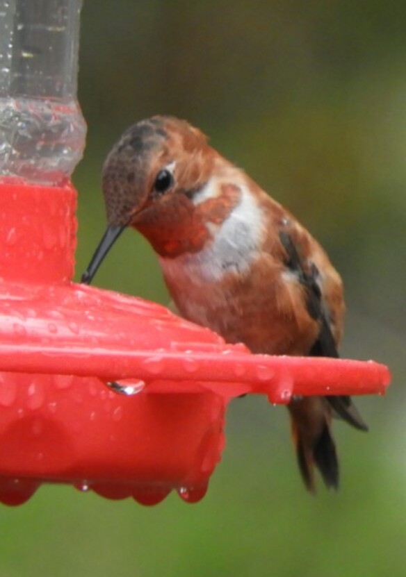 Dubois RUHU on feeder - photo by Carole W