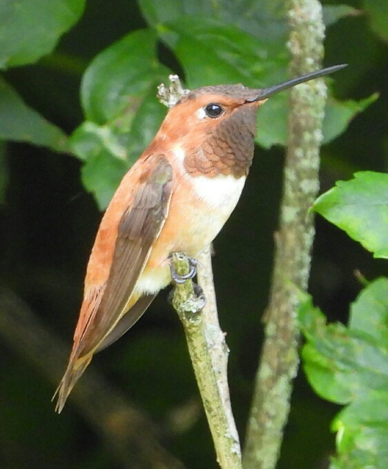 Berks Co Rufous perched - photo by Mike Slater