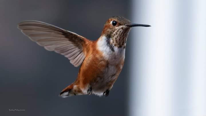 Pikesville MD Rufous in air by Bobby Phillips