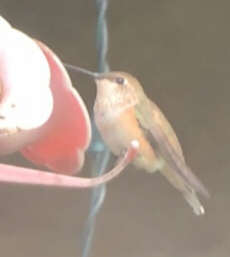 Berlin banded RUHU on feeder - photo by Jeff Payne