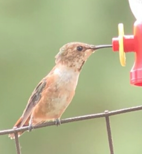 Berlin banded RUHU on feeder - photo by Jeff Payne